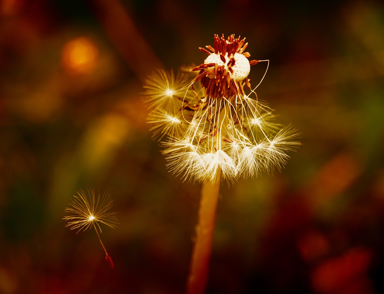 dandelion  flower  plant free photo