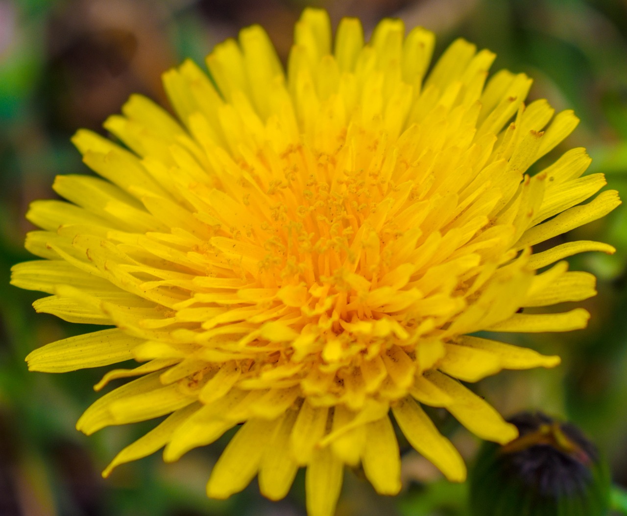 dandelion  flower  yellow free photo