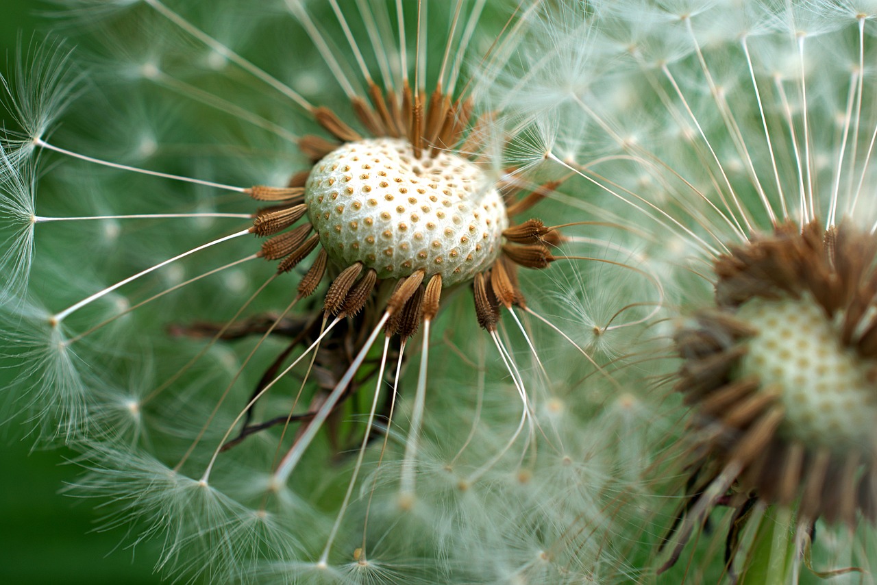 dandelion  close up  spring free photo