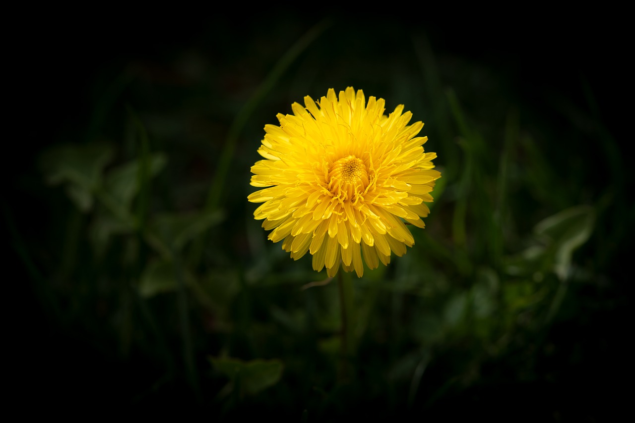 dandelion  flower  yellow free photo