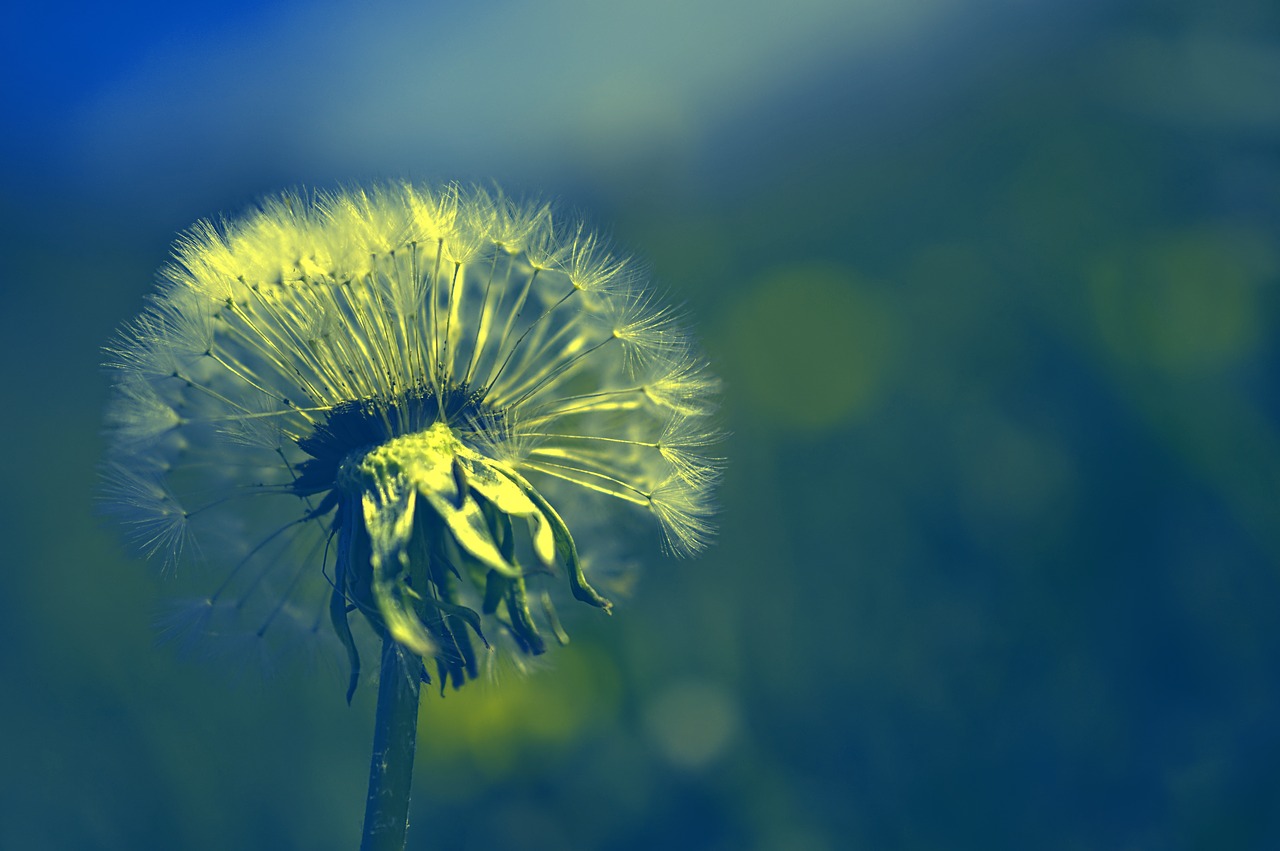 dandelion  ordinary  taraxacum free photo