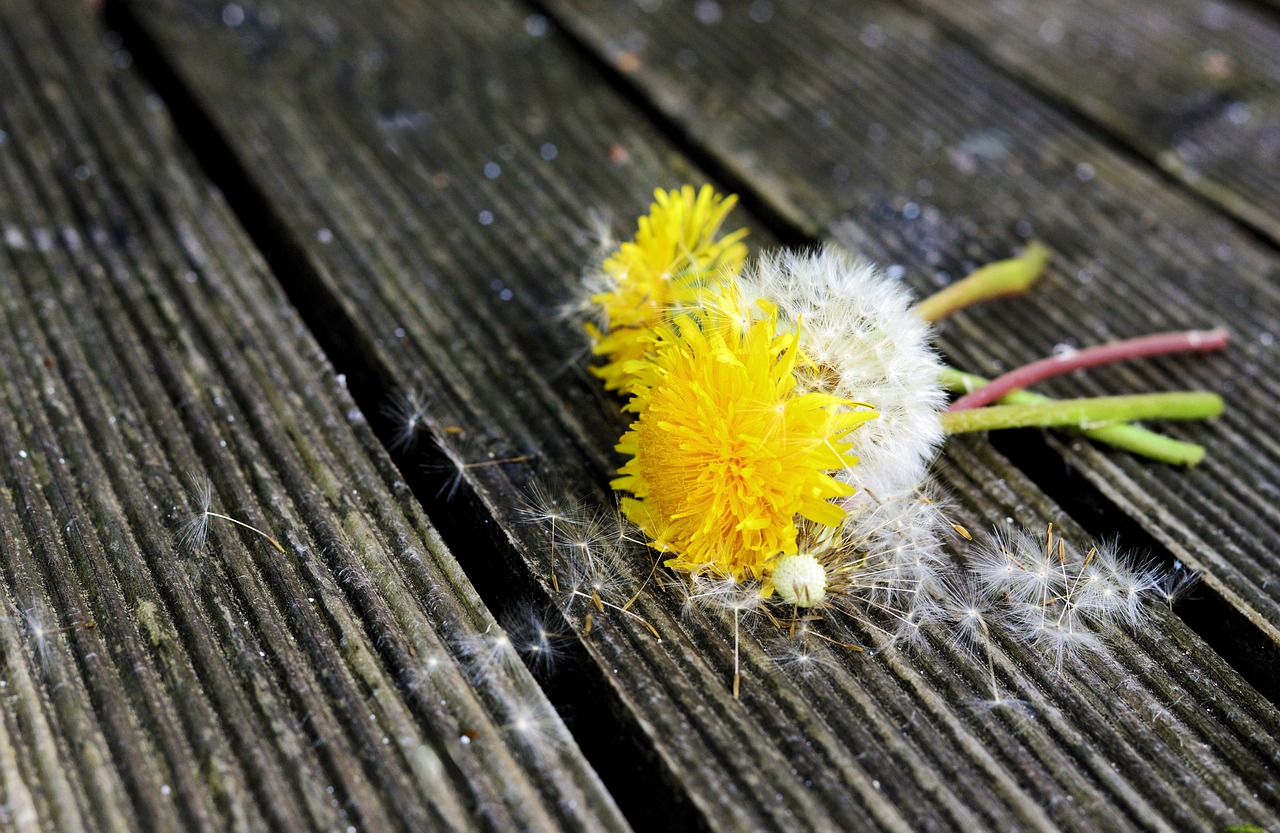 dandelion  transience  plant free photo