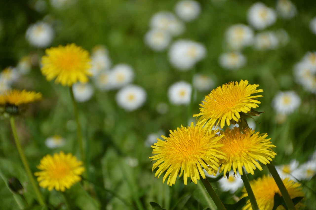 dandelion  flower  nature free photo