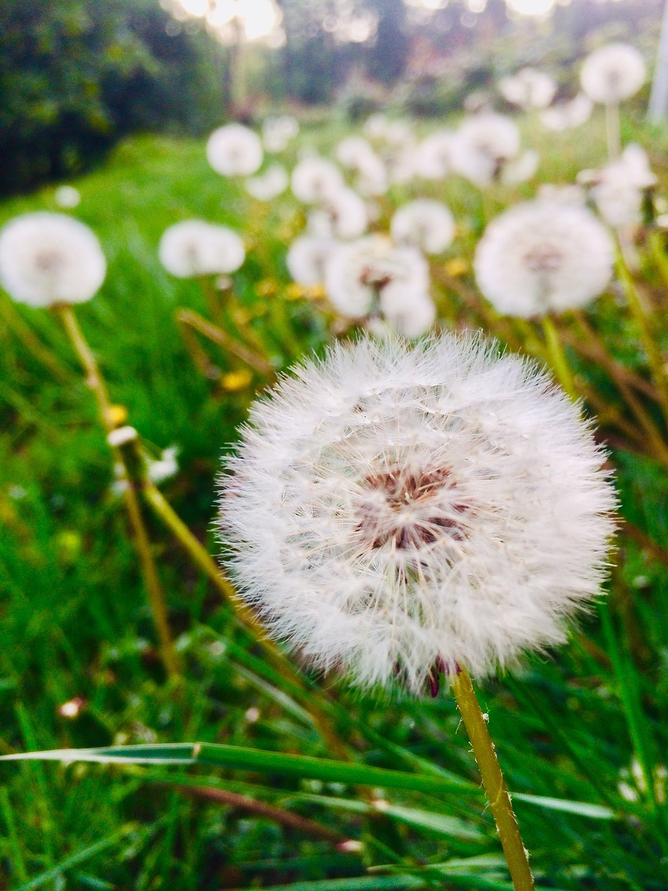 dandelion  seeds  nature free photo