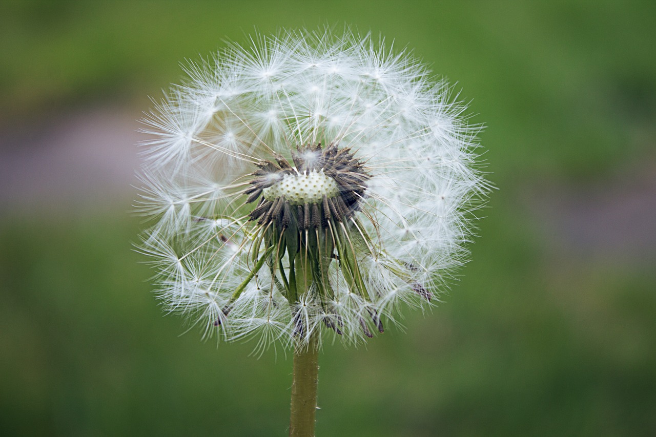 dandelion  nature  plant free photo