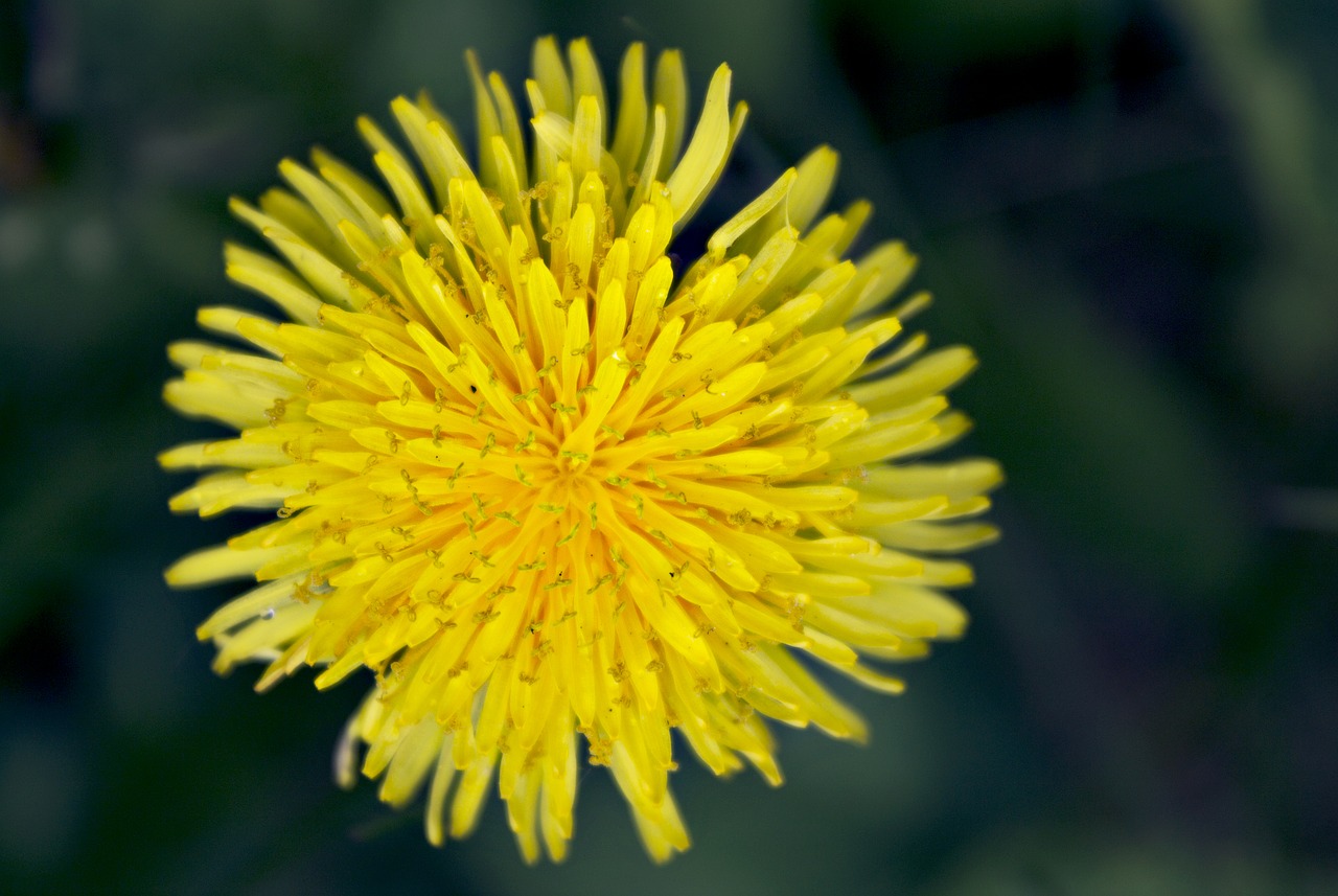 dandelion  flower  close up free photo