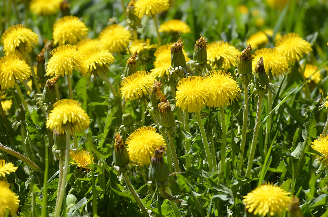 dandelion  flower  yellow free photo