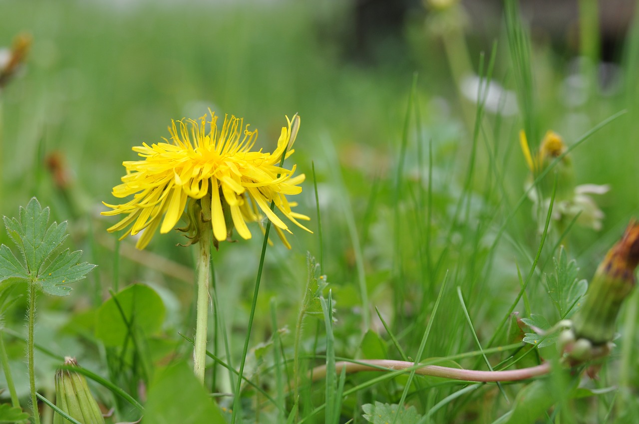 dandelion  flower  yellow free photo