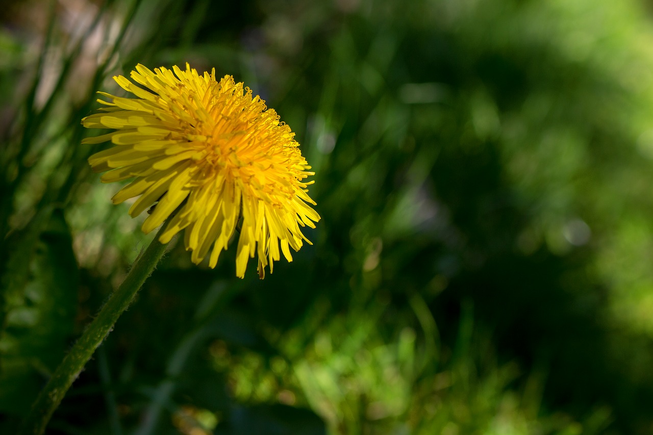 dandelion  blossom  bloom free photo