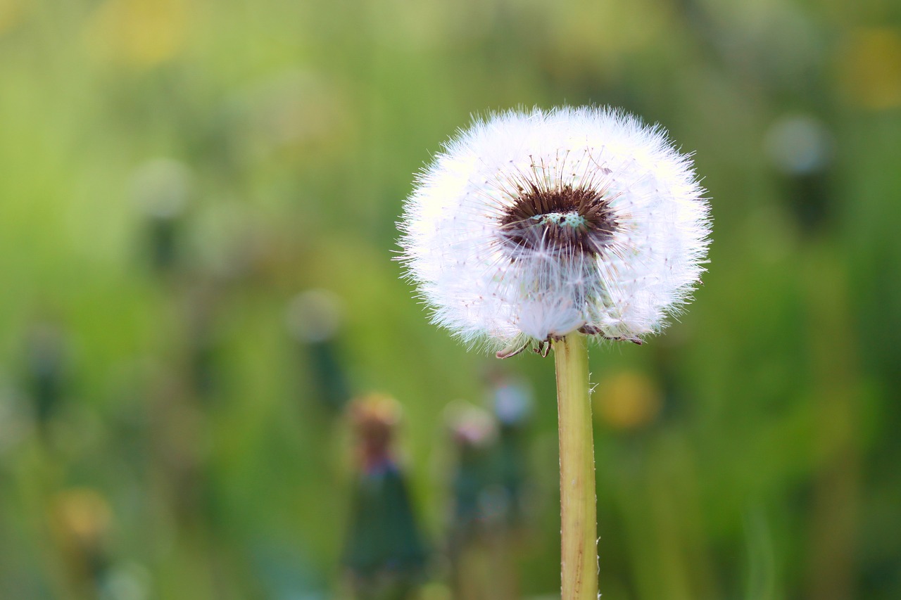 dandelion  sonchus oleraceus  plant free photo