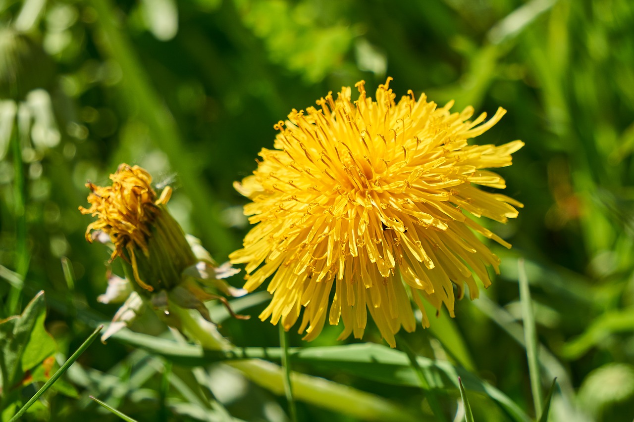 dandelion  bloom  blossom free photo