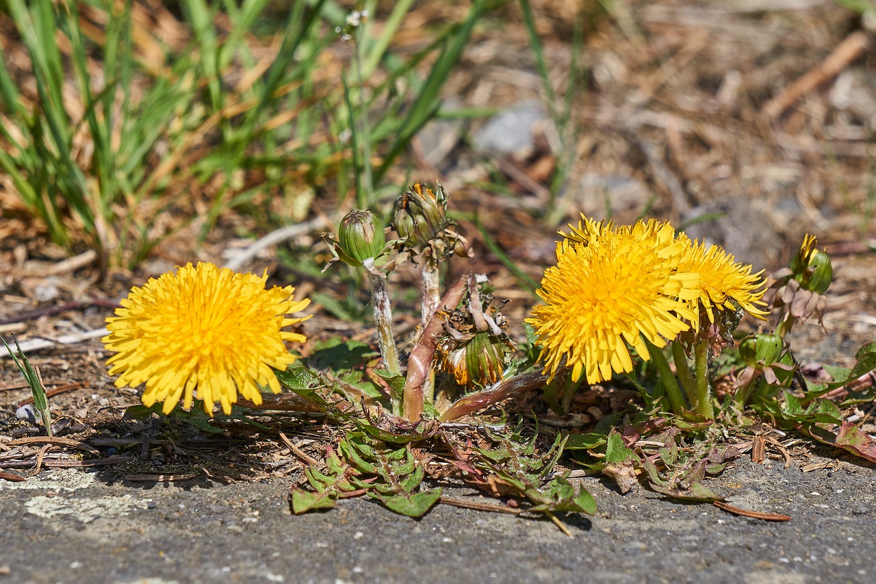 dandelion  bloom  blossom free photo