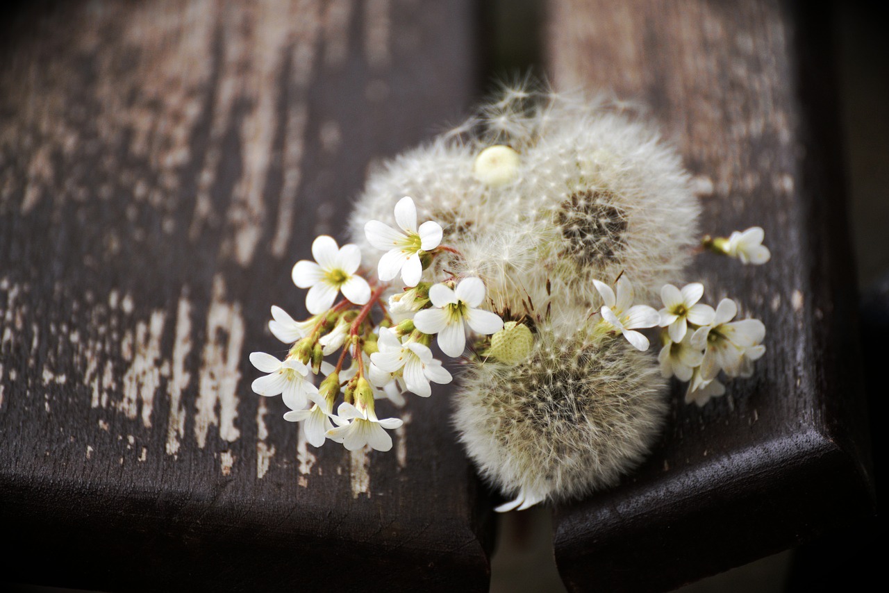 dandelion  flight screens  pointed flower free photo