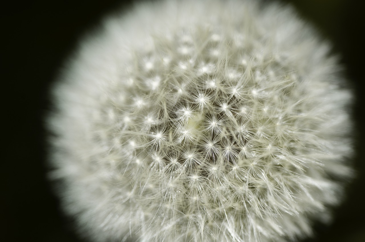 dandelion  flower  close up free photo