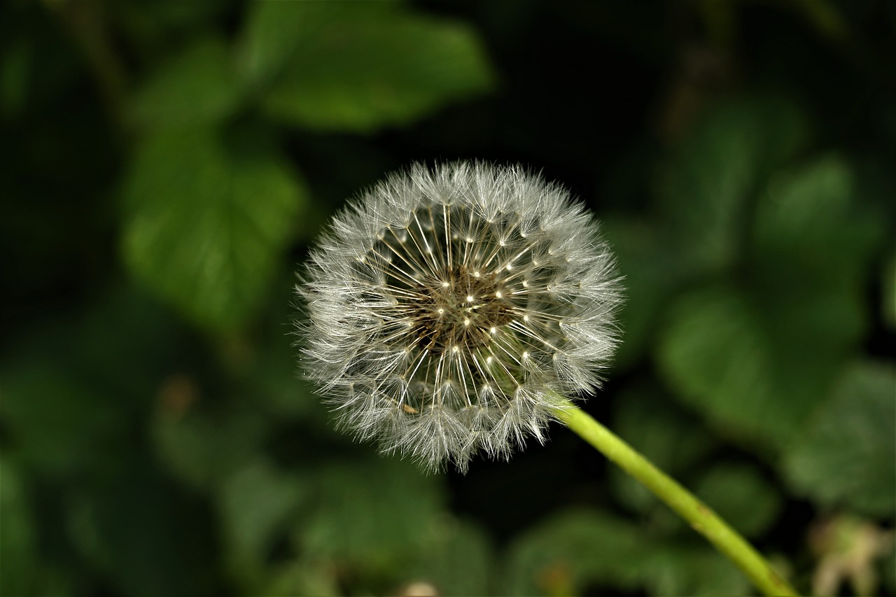 dandelion  close up  macro free photo