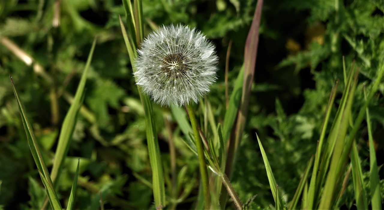 dandelion  close up  macro free photo