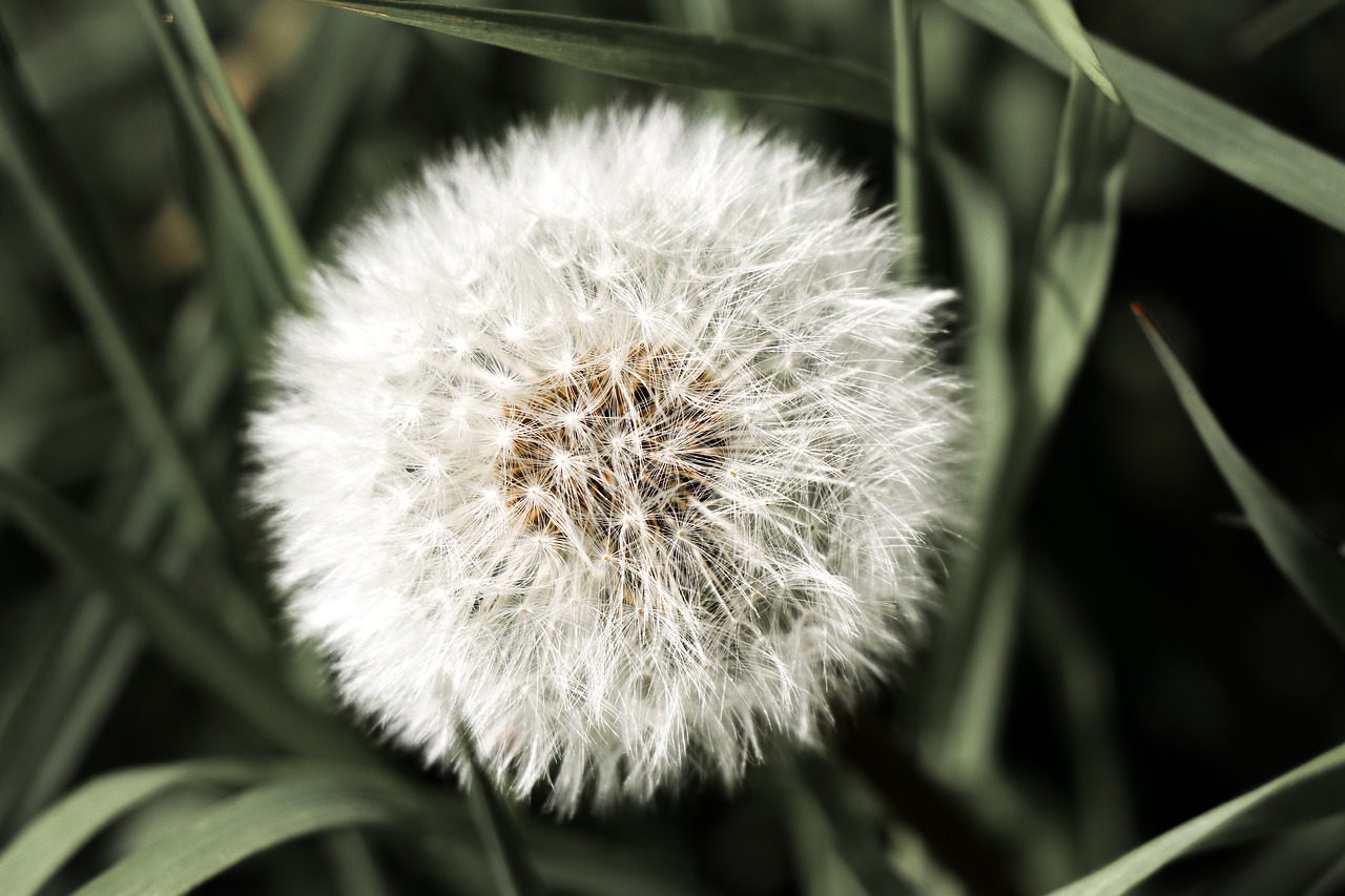 dandelion  seeds  nature free photo