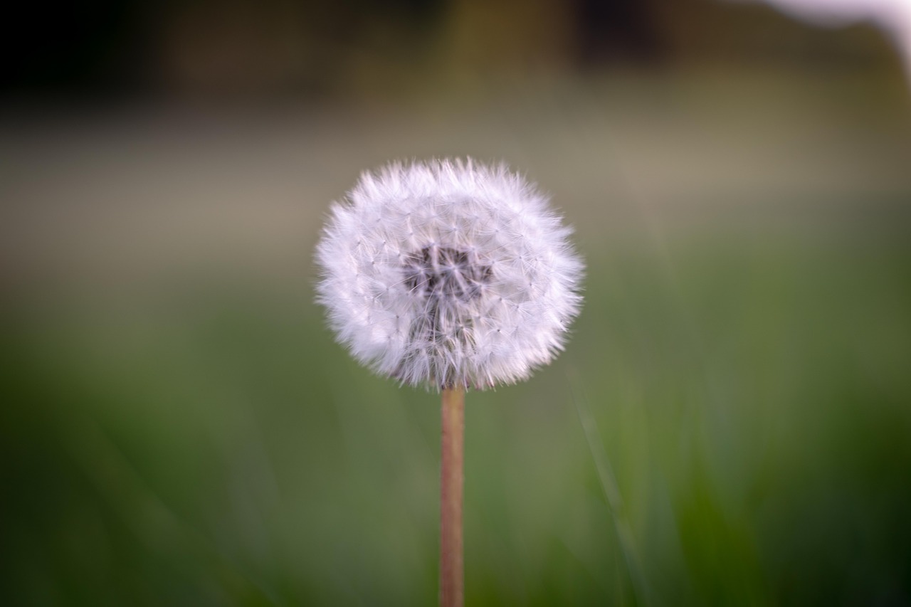 dandelion  macro  public record free photo