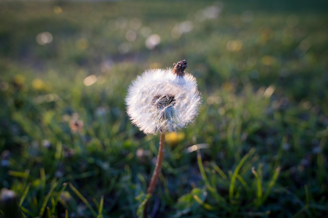 dandelion  macro  public record free photo