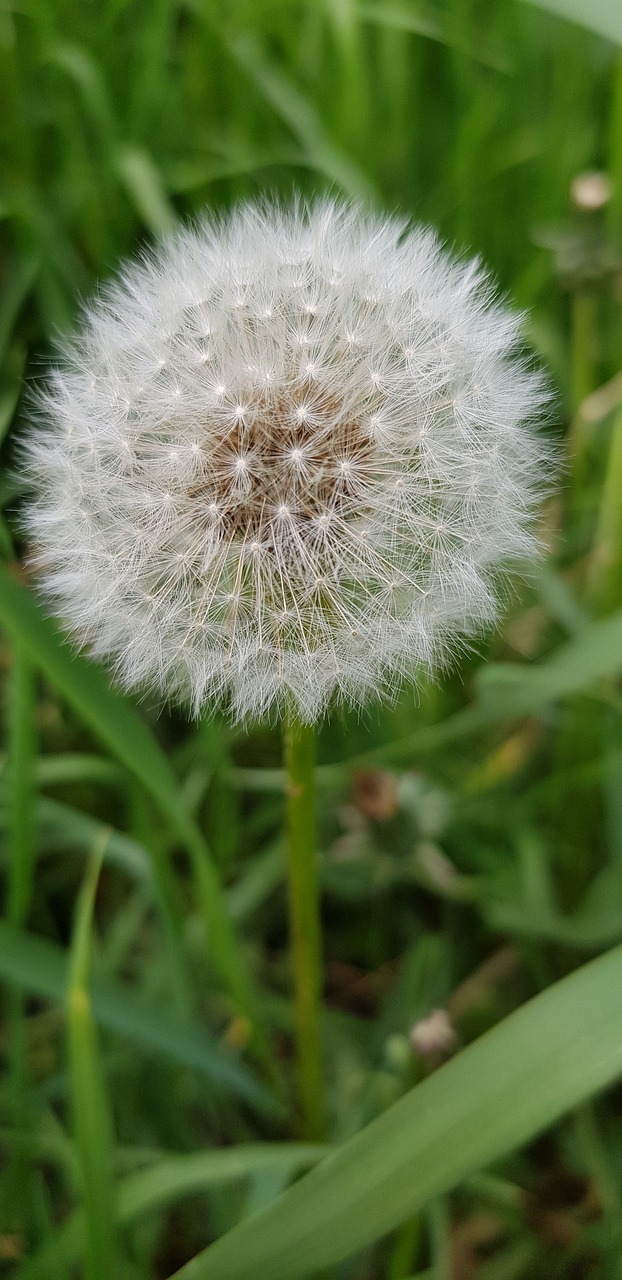 dandelion  summer  plant free photo