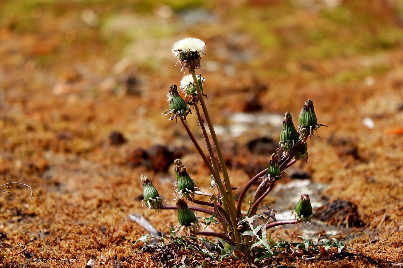 dandelion  flower  seeds free photo