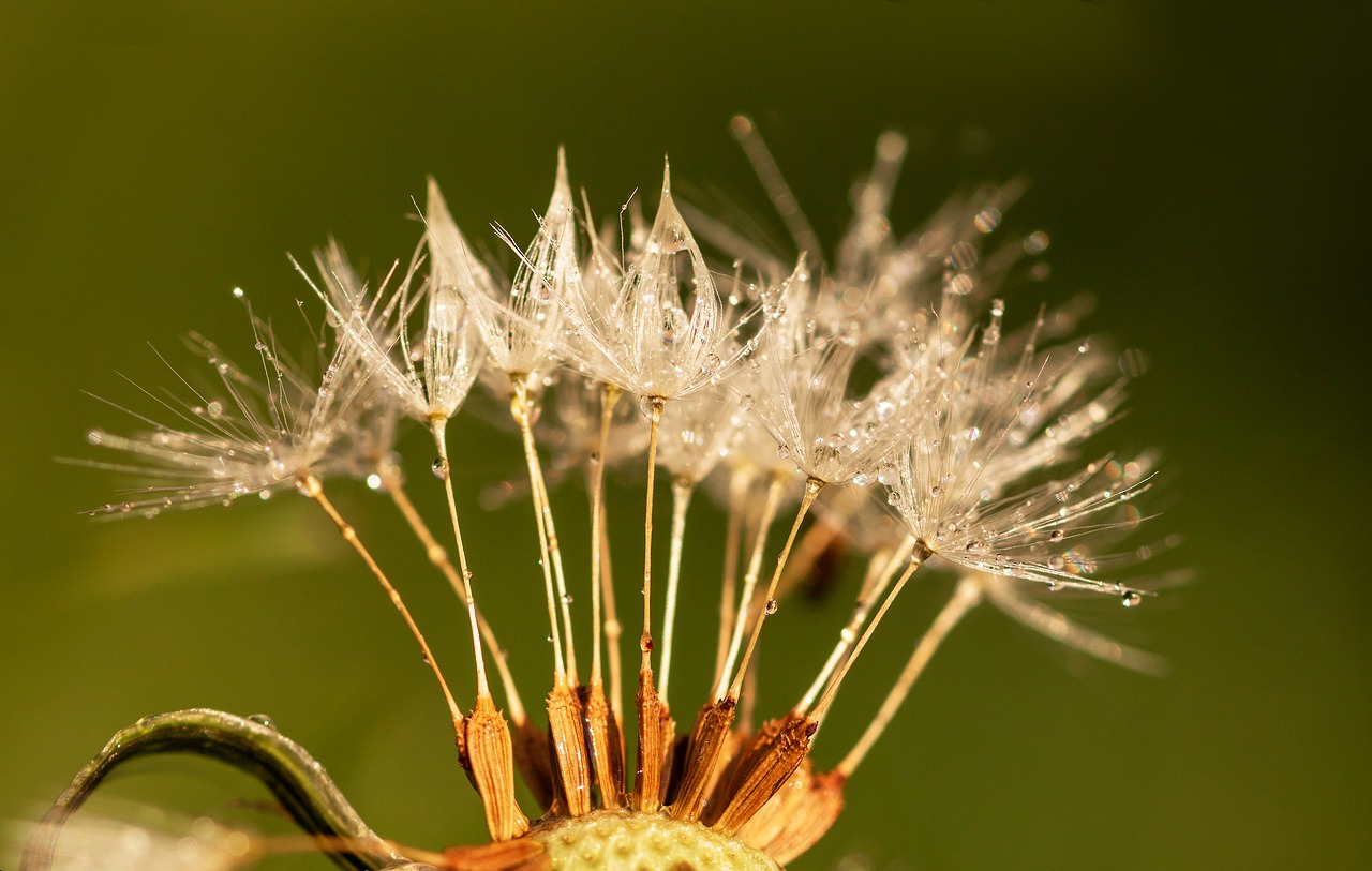 dandelion  seeds  drip free photo