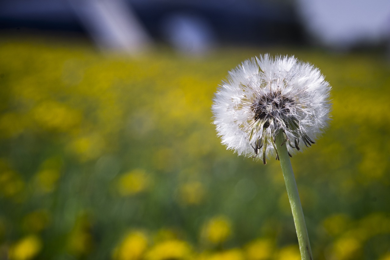 dandelion  meadow  spring free photo