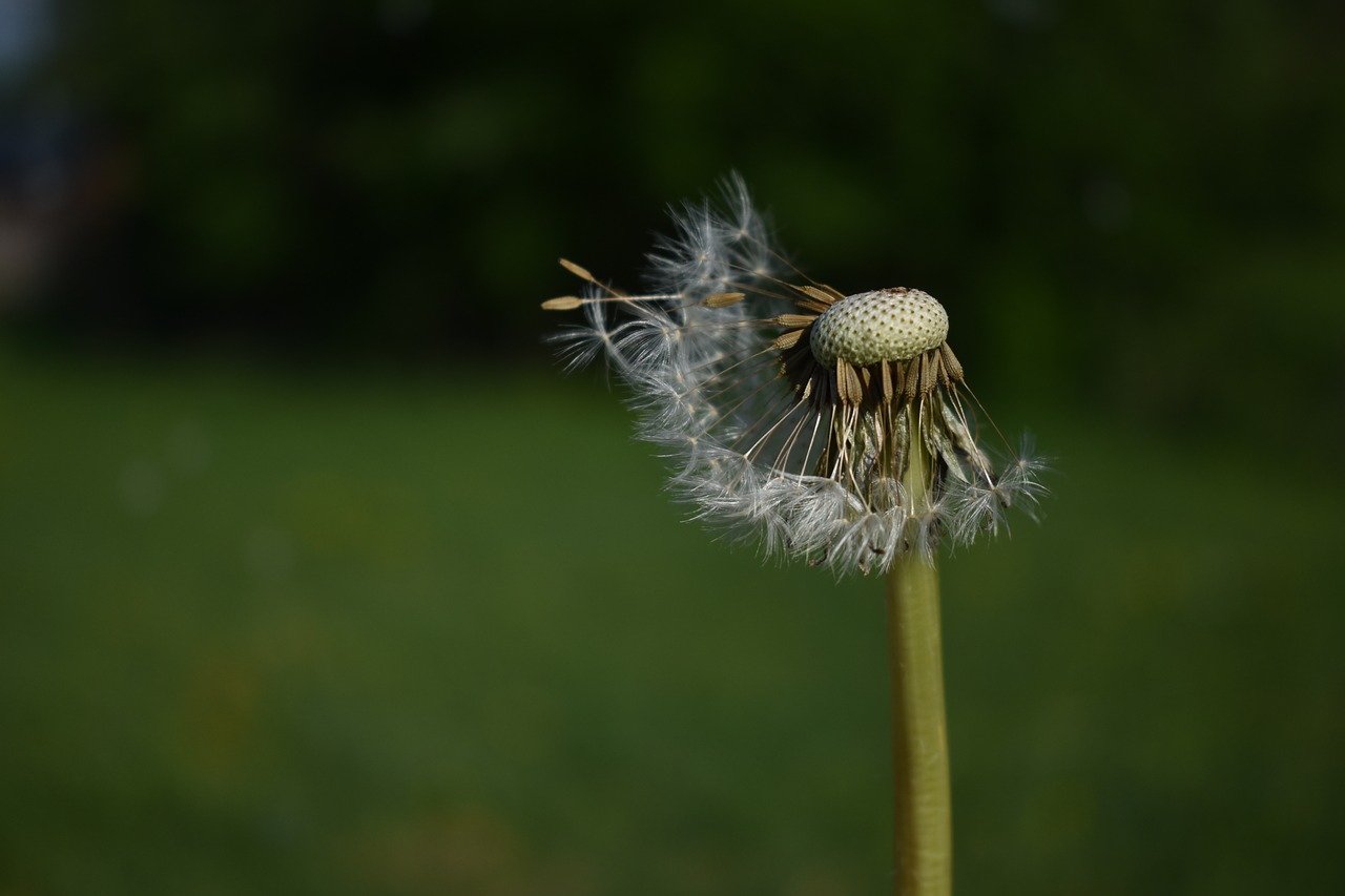 dandelion  flower  pointed flower free photo