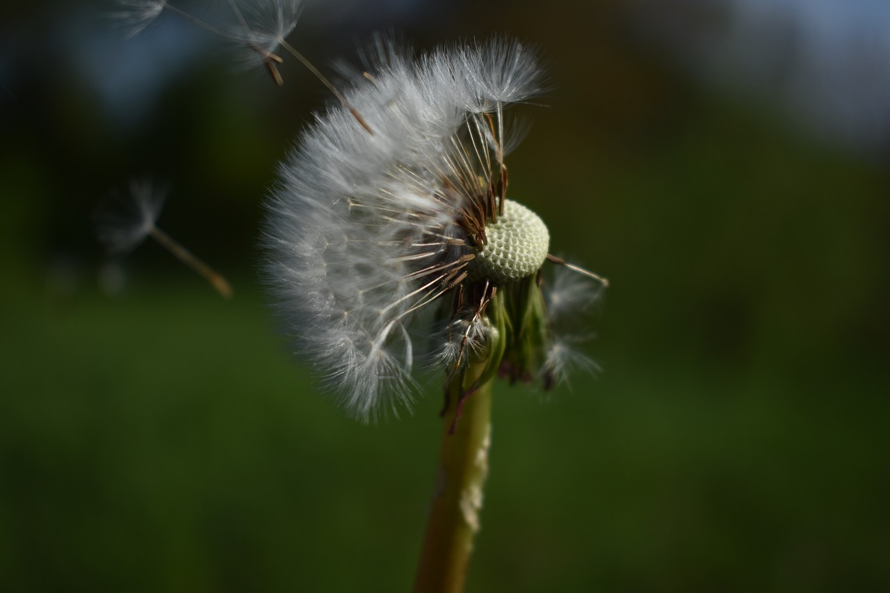 dandelion  flower  pointed flower free photo