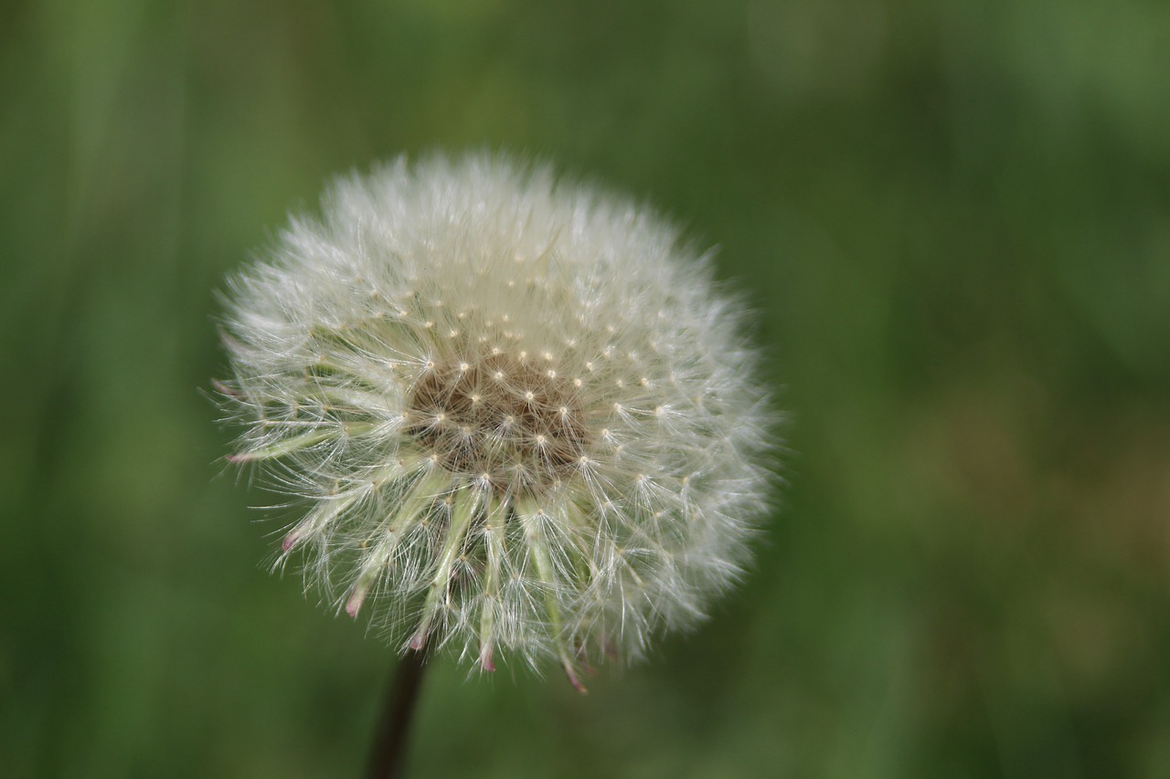 dandelion  macro  spring free photo