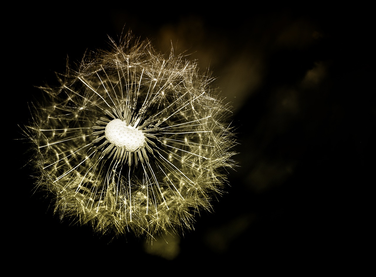 dandelion  flower  plant free photo