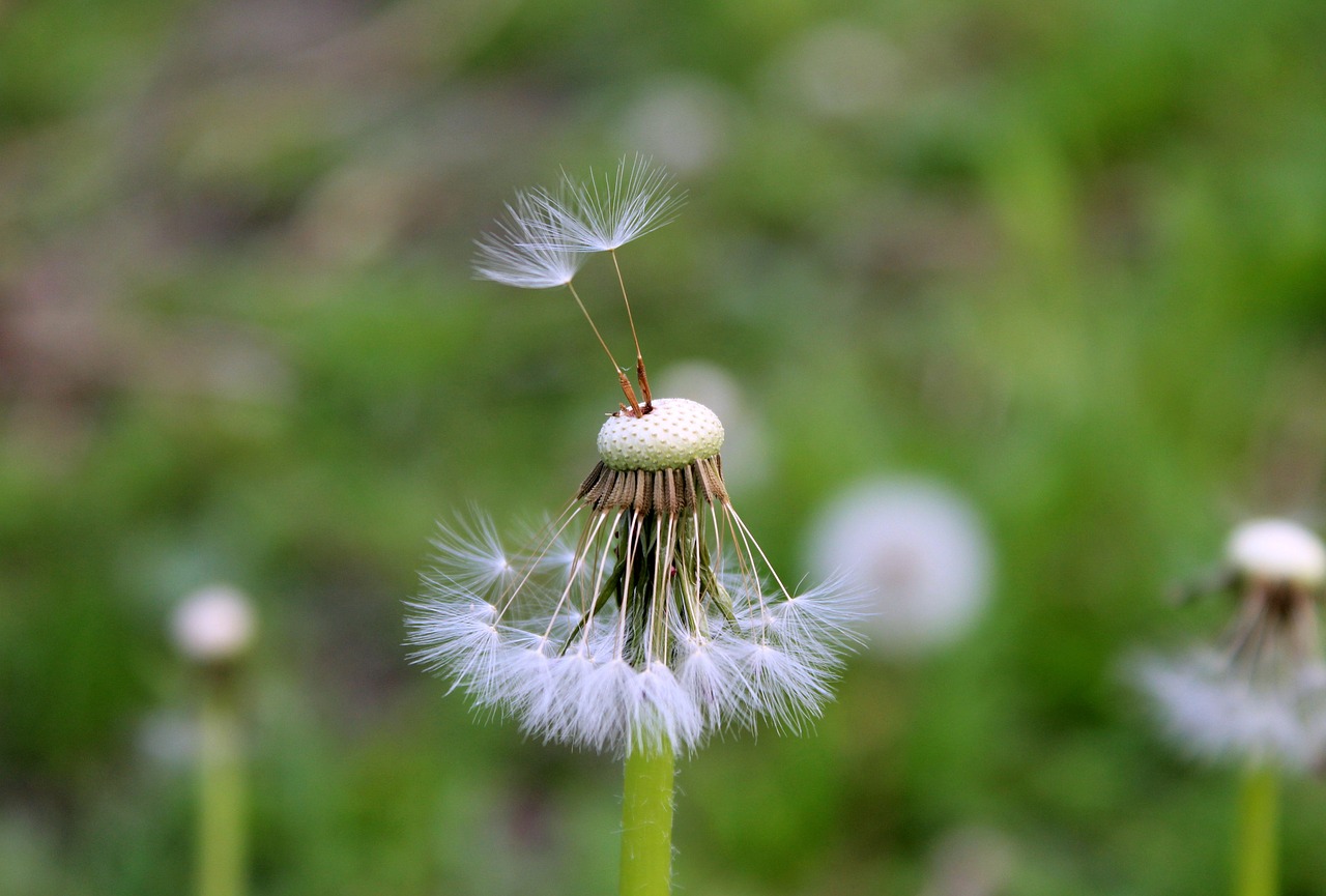 dandelion  sonchus oleraceus  spring free photo