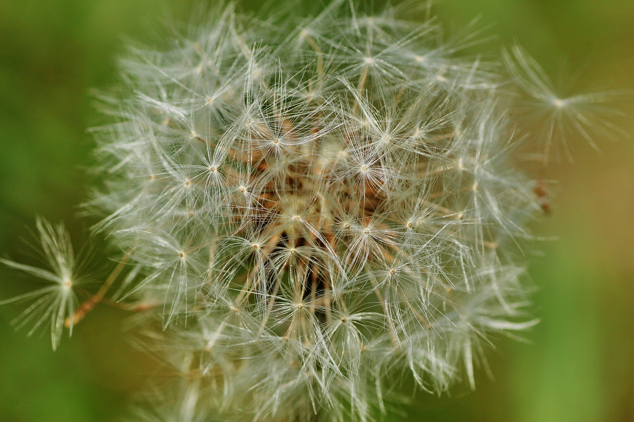 dandelion  nature  seeds free photo