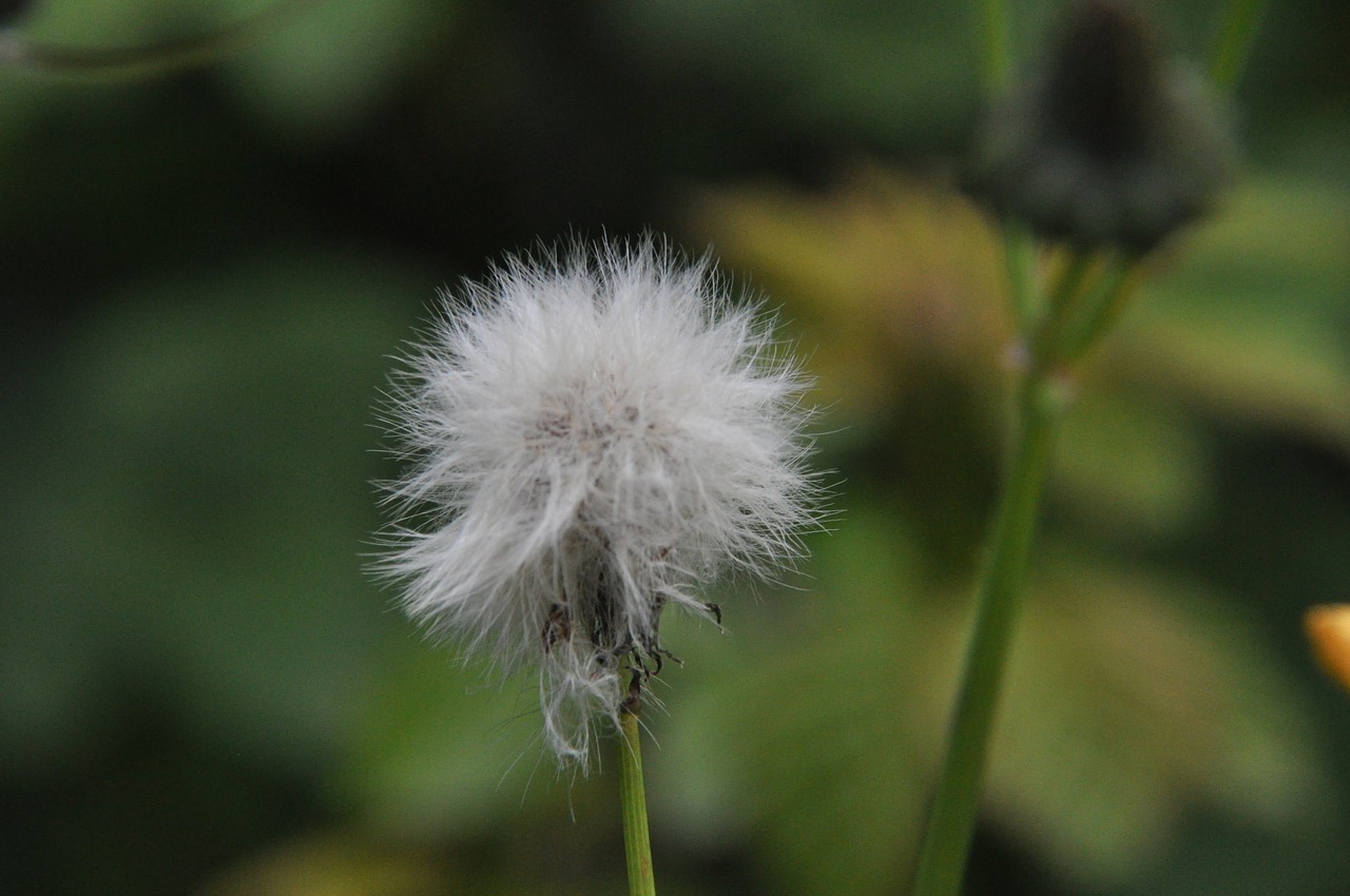 dandelion  seeds  nature free photo