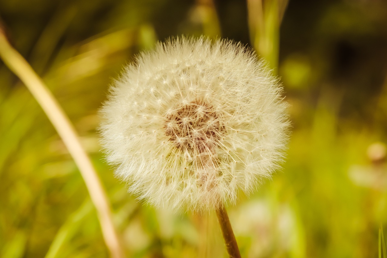 dandelion  kuhblume  milk flower free photo