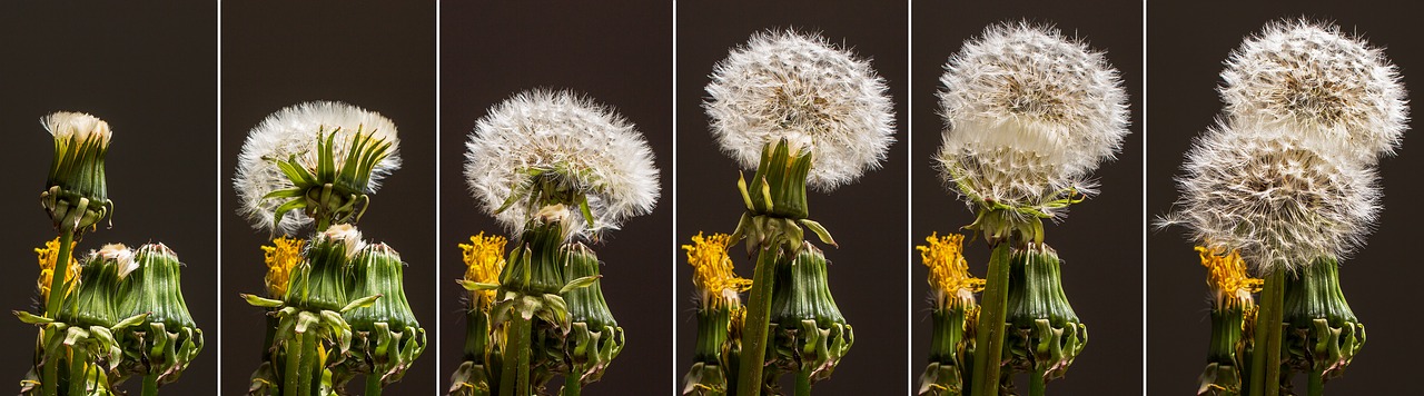 dandelion  seeds was  faded free photo