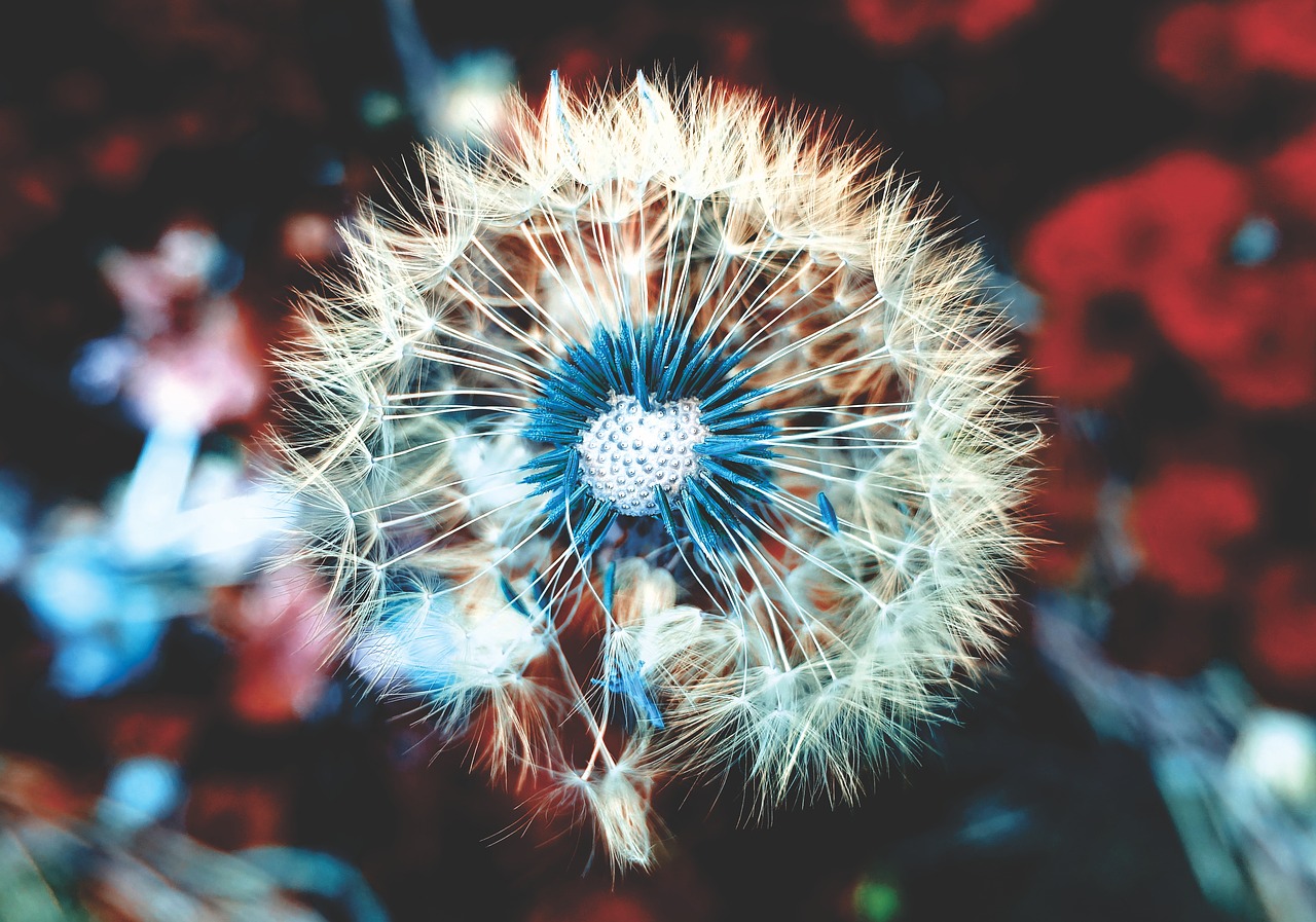 dandelion  plant  close up free photo