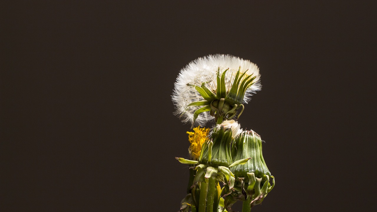 dandelion  faded  seeds free photo