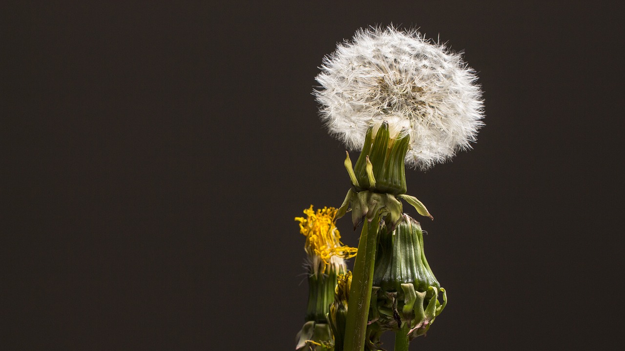 dandelion  faded  seeds free photo