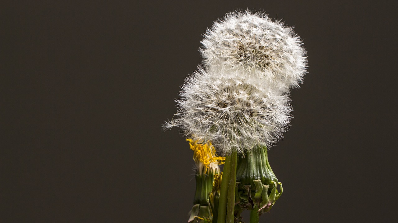 dandelion  faded  seeds free photo