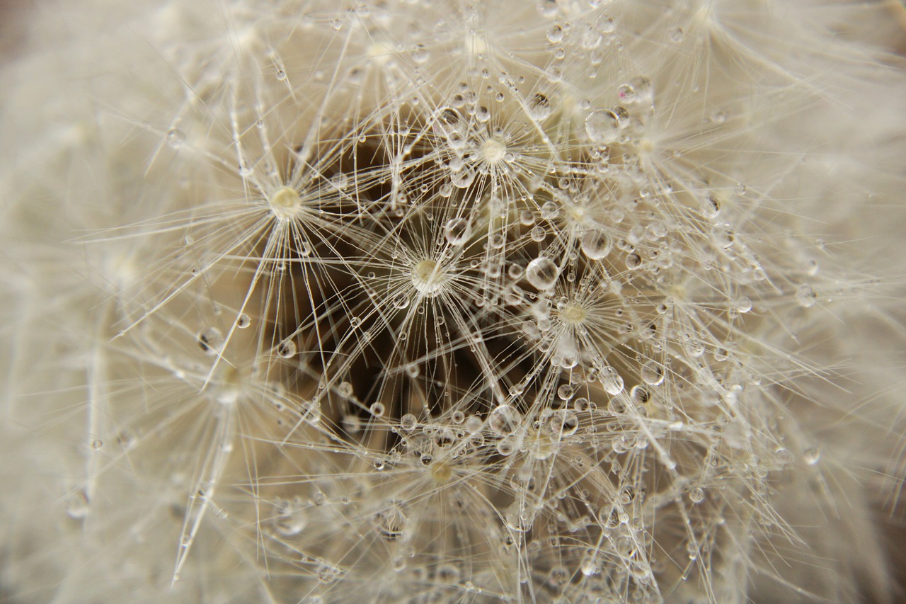 dandelion  close up  meadow free photo