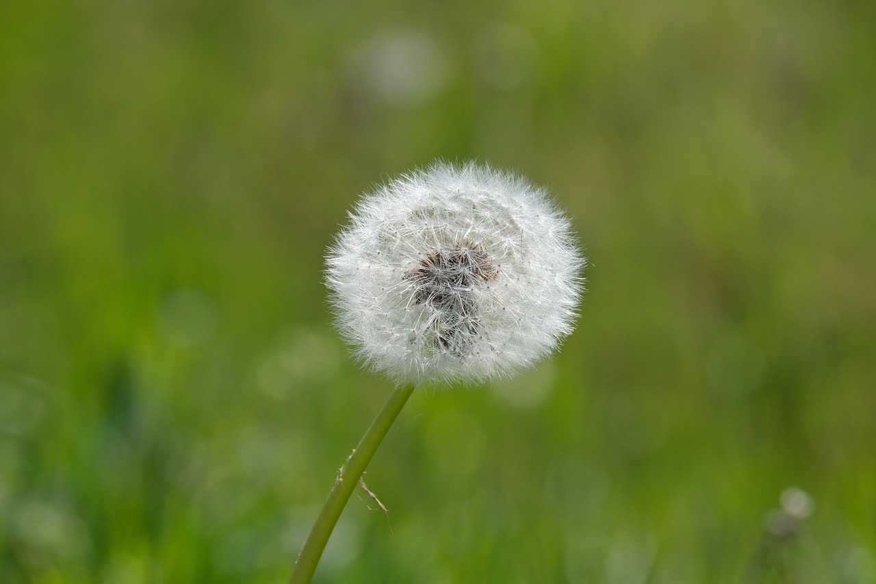 dandelion  spring  meadow free photo