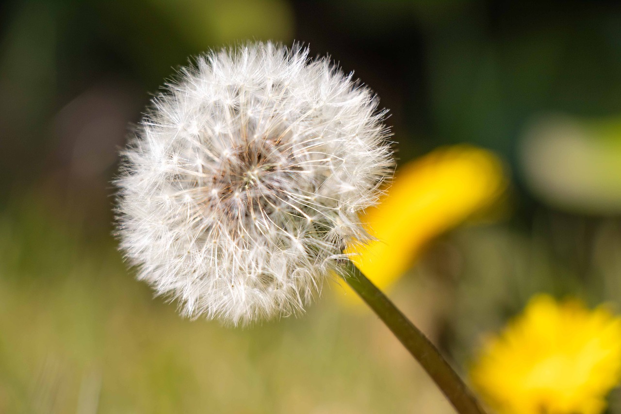 dandelion  nature  seeds free photo