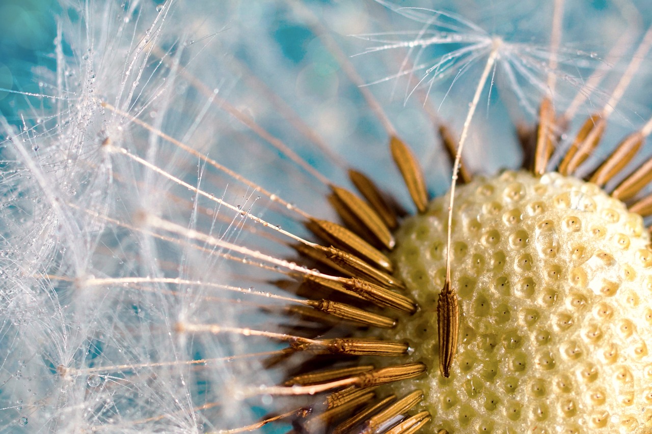 dandelion  seeds  close up free photo