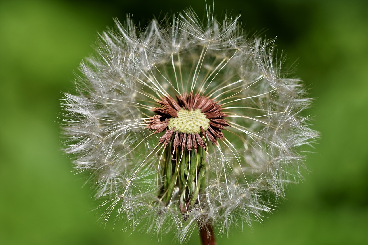 dandelion  seeds  pointed flower free photo