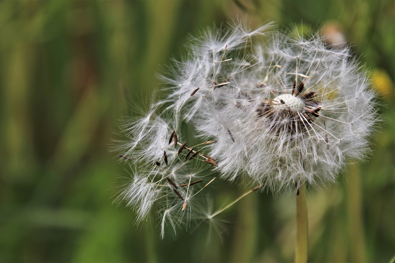 dandelion  dandelions  the backlight free photo