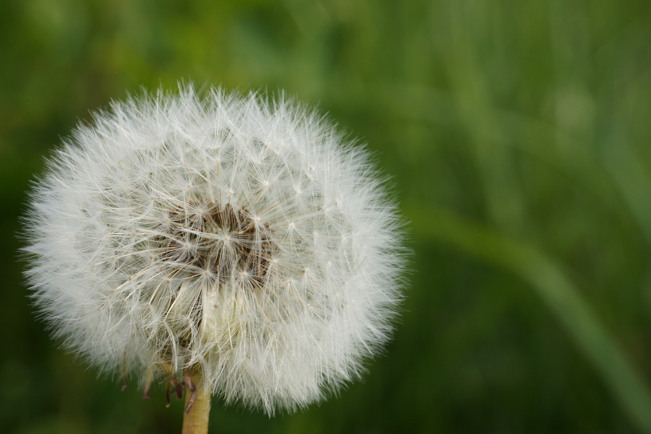 dandelion  white  nature free photo