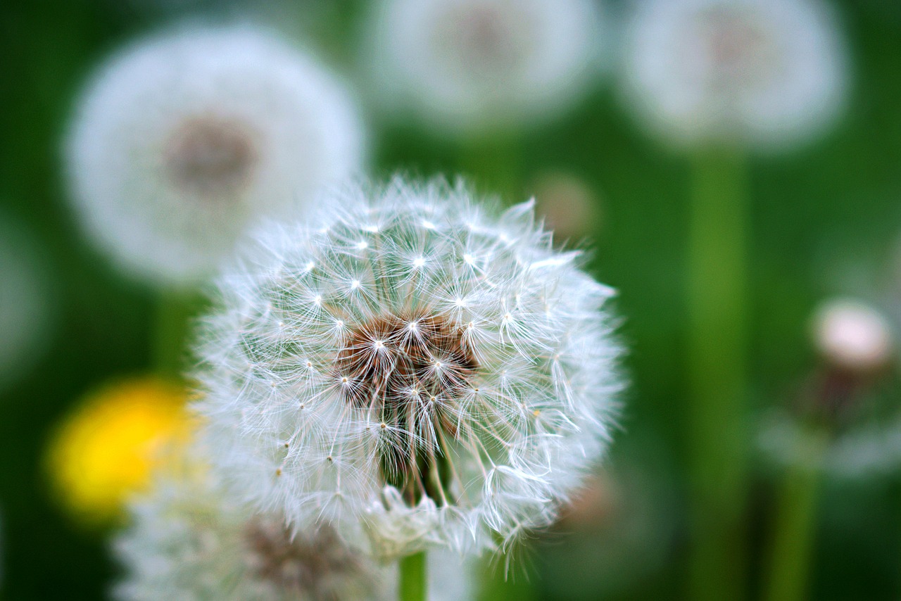 dandelion  close up  nature free photo