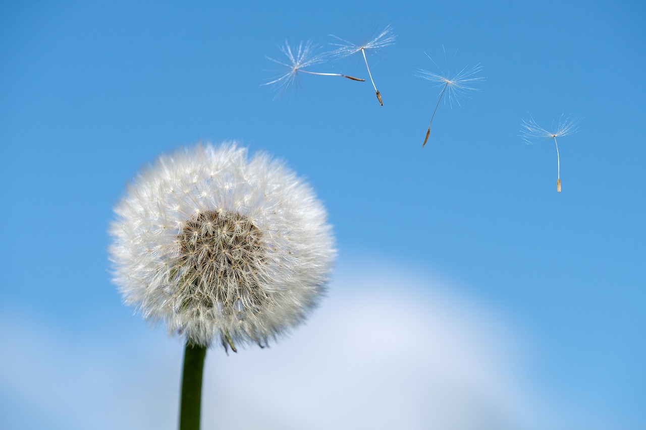 dandelion  spring  seeds free photo