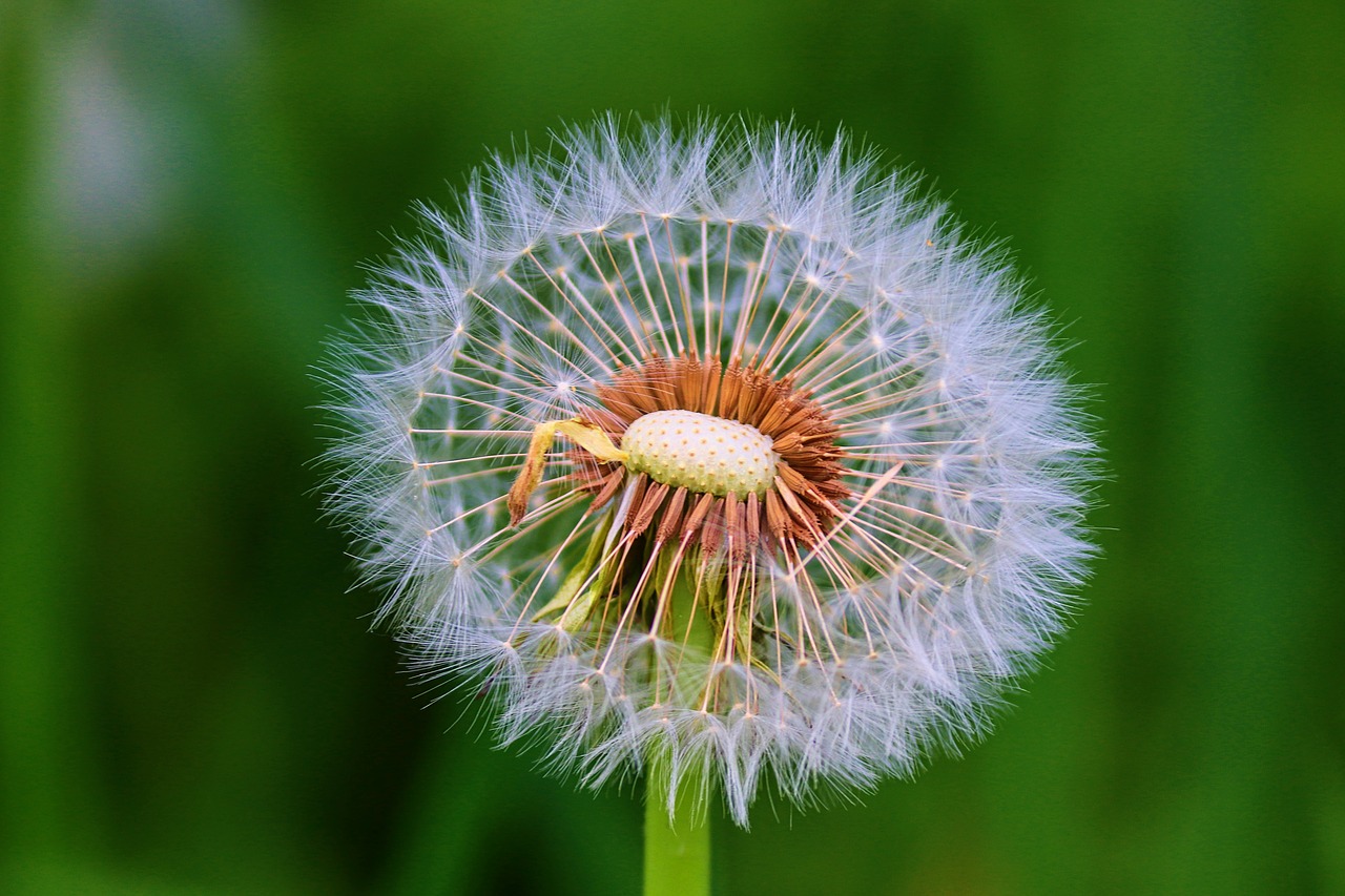 dandelion  individually  faded free photo